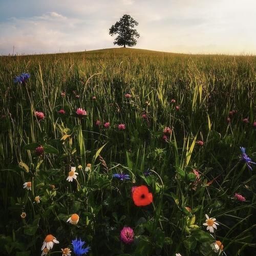مجنونم کرد رفت مشتی فقط مادرم