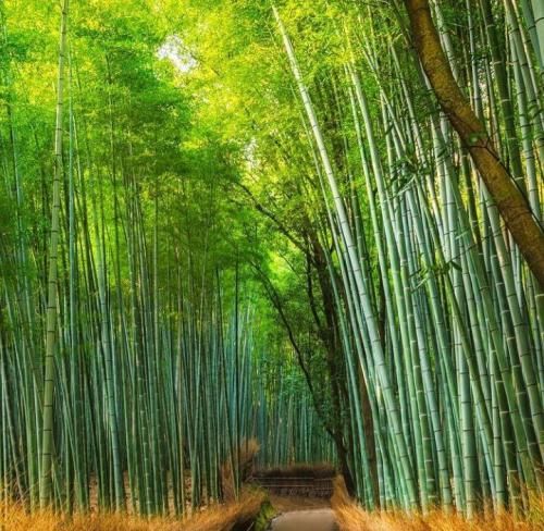  ای دلبر من الهی صد ساله شوی با صدای دختر اینستایی