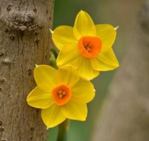  افغانی برایم بهانه نکو بیا که چکر برویم