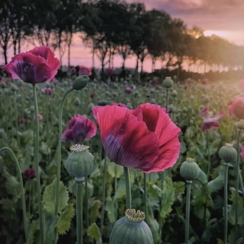  بچه اومد با یه ست تابستونی فکش عملیه