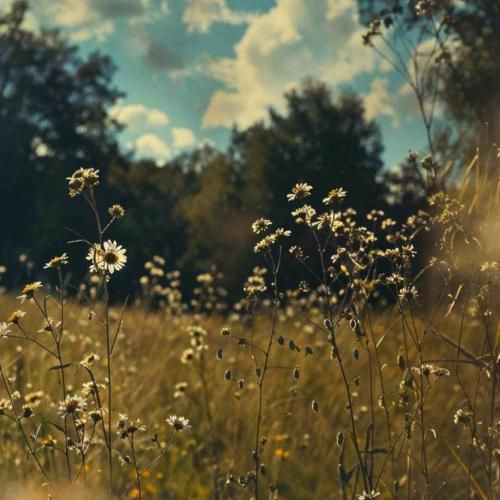 آهنگ جدید مهلکه از علی سورنا و بهرام