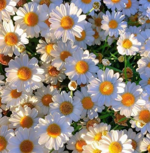 این امپراطوری بازم کلان پیچیده توی کوچه (میکس اینستایی)