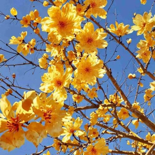  دانسی میام دیرین دیرین داف میریزه درینک میرینک