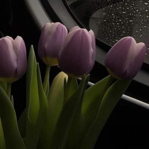  میخوام برگردم شاید یه روز عاشق شی