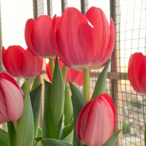  بی تو پیر میکنه بودن دلم میره چشات گیر میکنه رو من