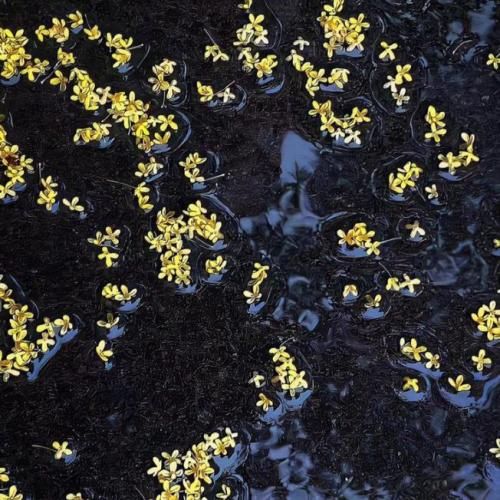 دانلود آهنگ الان یه کشورم که فقط پاییزم زندگی جوریه که مرگ میشه