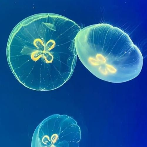  انقدر فرشته هارو هرز نکنید واسه هر بی ارزشیم