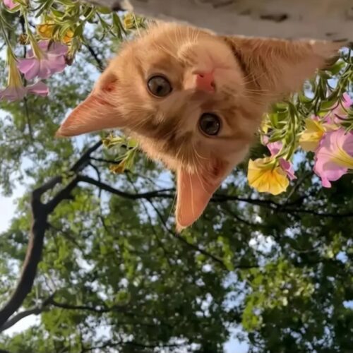 گلچین آهنگ های عربی ویژه اینستاگرام (با صدای زن و متن)
