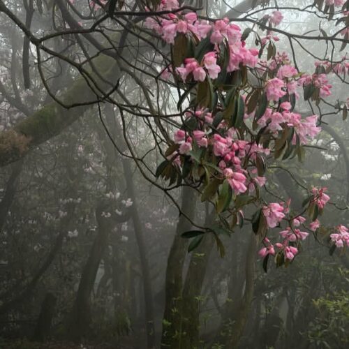مجموعه اجراهای متنوع هره گوله به همراه ریمیکس های بینظیر